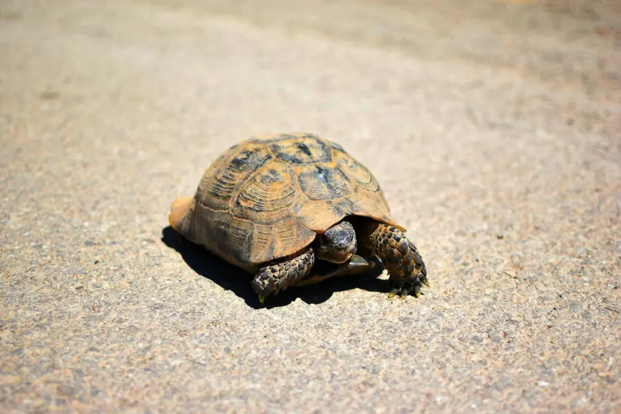 Albenga, liberate 16 testuggini palustri rare negli stagni della Piana